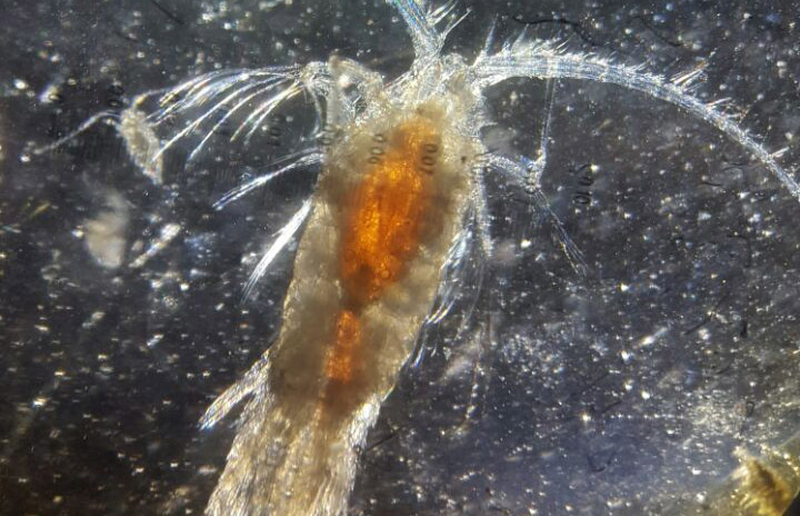 IMO bate record de muestreo de zooplancton a bordo del SONNE