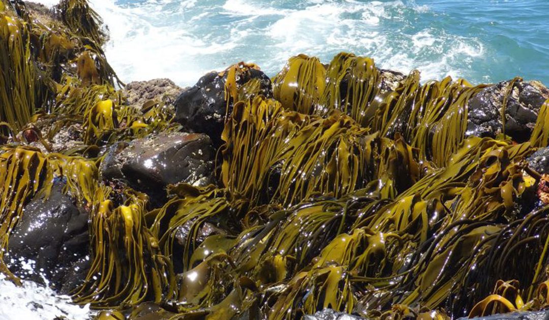 Científico UdeC integra a grupo premiado por estudio sobre algas